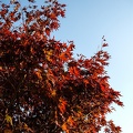 DSCF0303