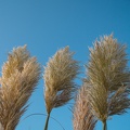 DSCF0305